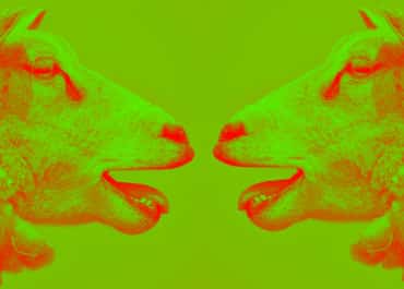 sheep-2372148_1280